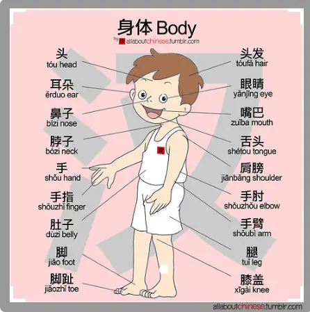 body parts picture.PNG