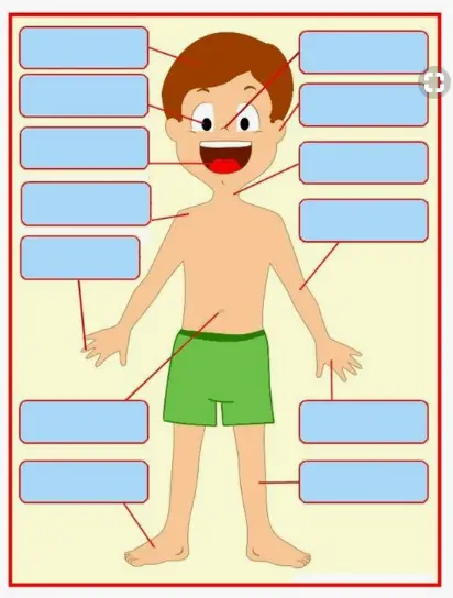 Body Parts Worksheets 2